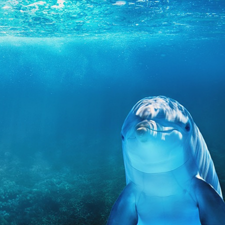 Θεσσαλονίκη: Νεκρό δελφίνι στο δήμο Θερμαϊκού 