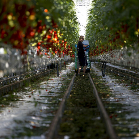Bloomberg: Οι ντομάτες και τα αγγούρια τα τελευταία «θύματα» της ενεργειακής κρίσης