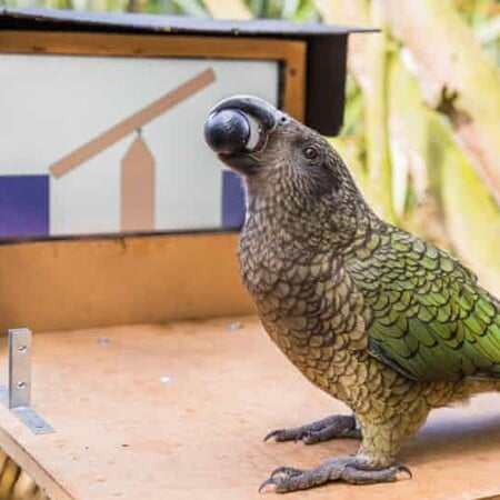 «Αφελείς ρεαλιστές»: Παπαγάλοι έμαθαν να χρησιμοποιούν οθόνες αφής - αλλά δεν ξεχωρίζουν το αληθινό από το εικονικό 