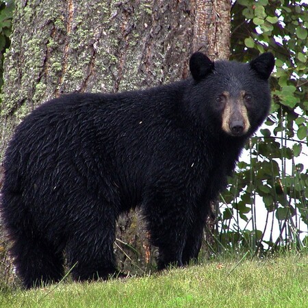 ‘Roar, roar, roar!’ Japan rolls out rock music against bear attacks
