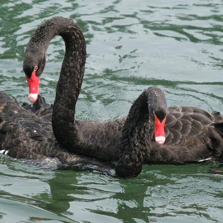 black swans