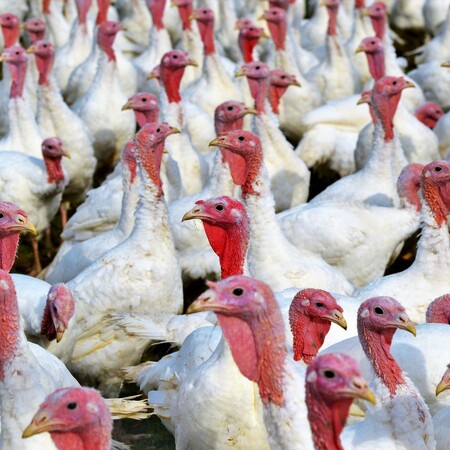 Δανία: Ξέσπασμα της γρίπης των πτηνών σε φάρμα με γαλοπούλες 