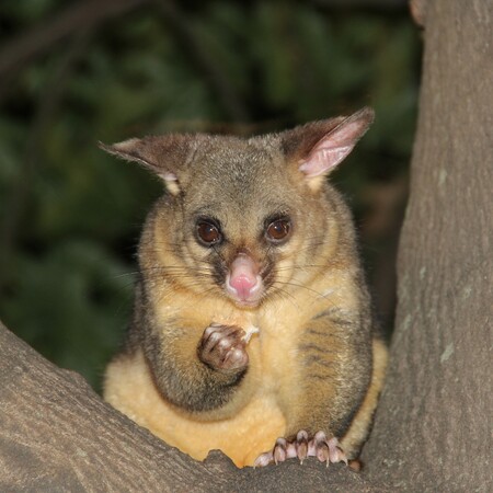 Νέα Ζηλανδία: Πόσουμ κρατούσε «όμηρο» γυναίκα στο σπίτι της 