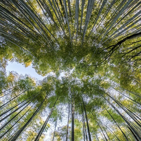 Τα τροπικά δάση μπορούν να αναγεννηθούν σε μόλις 20 χρόνια χωρίς ανθρώπινη παρέμβαση