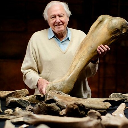 Five ice-age mammoths unearthed in Cotswolds after 220,000 years