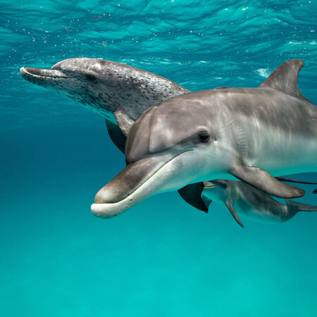 Ανακάλυψη αλλάζει τα δεδομένα: Τα θηλυκά δελφίνια έχουν κλειτορίδα σαν τη γυναικεία που φέρνει ηδονή