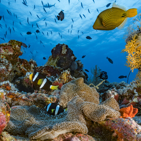 All coral will suffer severe bleaching when global heating hits 1.5C, study finds