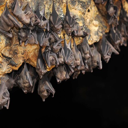 Κορωνοϊοί παρόμοιοι με τον SARS-CoV-2 σε νυχτερίδες στο Λάος- Ικανοί να μεταδοθούν σε ανθρώπους