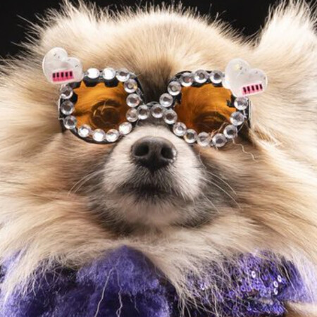 Ντέξτερ: Το πομεράνιαν που ντύθηκε «Έλτον Τζον» σε εκδήλωση για σκύλους -Με γυαλιά και μίνι πιάνο