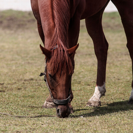 Ναυπακτία: Δίκυκλο συγκρούστηκε με άλογο- Στην Εντατική 17χρονος