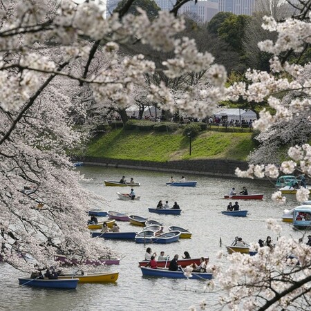 Japan's famous cherry blossom season is out of whack
