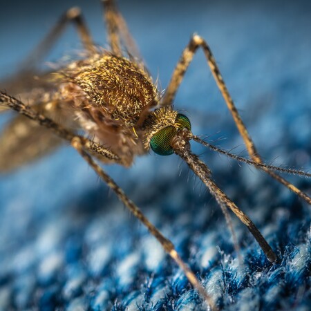 Τα κουνούπια προτιμούν συγκεκριμένη ομάδα αίματος - Τι ισχύει με το αλκοόλ και τον ιδρώτα