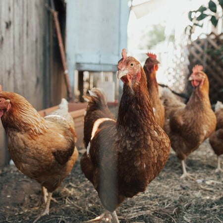 Τα κοτόπουλα εξημερώθηκαν σχετικά πρόσφατα και έφτασαν στην Ευρώπη χάρη (και) στους Έλληνες
