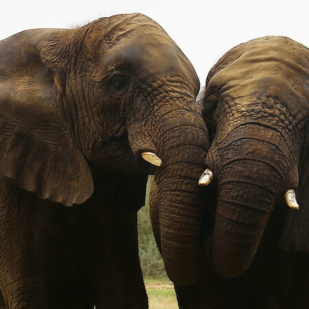 BBC: Στο eBay πωλείται ακόμη ελεφαντόδοντο, μια δεκαετία μετά την απαγόρευση της πλατφόρμας