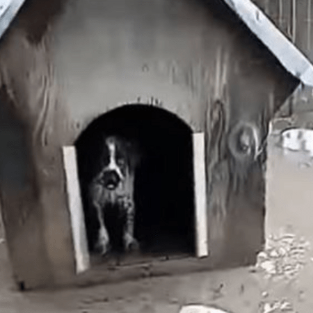 Ορεστιάδα: Βολεϊμπολίστας έσωσε τον σκύλο του από το πλημμυρισμένο σπίτι του