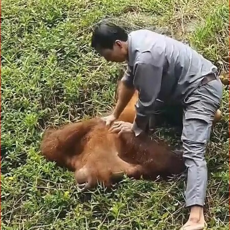 Βιετνάμ: Φροντιστής ζωολογικού κήπου σώζει ουρακοτάγκο από πνιγμό και του κάνει ΚΑΡ.Π.Α για να τον επαναφέρει 