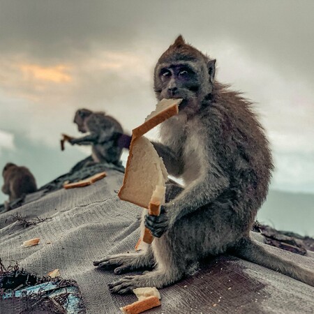Urban Wildlife Photography Awards 2022: Φωτογραφίες άγριας ζωής μέσα στα τείχη των πόλεων