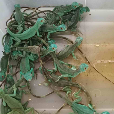 μπανγκοκ