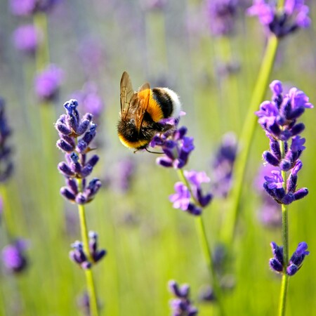 «Ιδιαίτερα ευφυείς, αναγνωρίζουν πρόσωπα, μετρούν, έχουν αισθήματα»: Νέο βιβλίο - «ωδή» στις μέλισσες