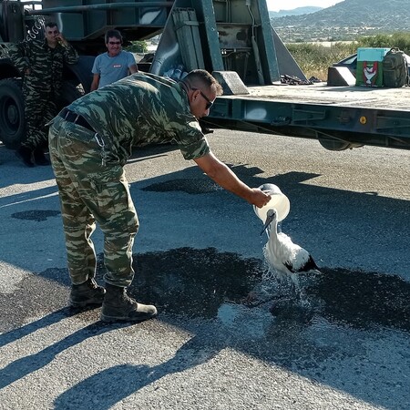 Η στιγμή που στρατιωτικός σώζει πελαργό καμένο στα πόδια από την πυρκαγιά στη Λέσβο