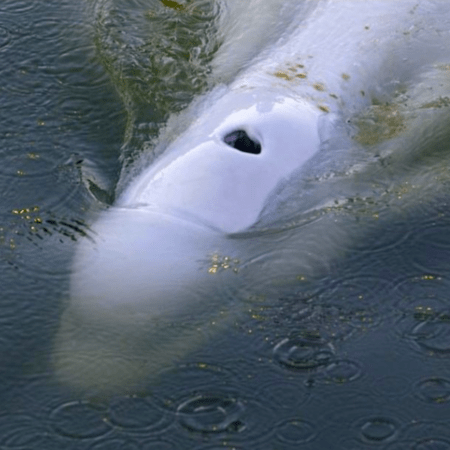 Γαλλία: Ένας γερανός, ένα φορτηγό ψυγείο και άχυρα- Πώς βγάζουν τη φάλαινα Μπελούγκα από τον Σηκουάνα