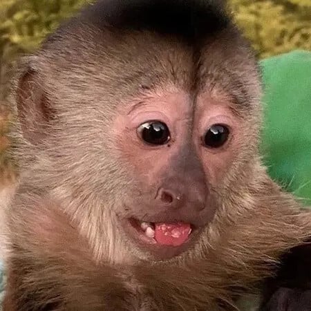 A primate suspect: Mischievous monkey in US zoo dials 911