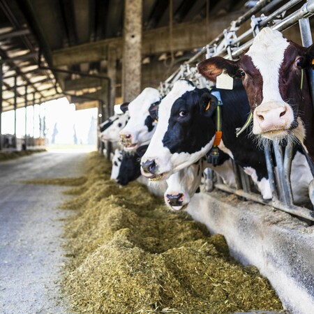 Ελβετία: Δημοψήφισμα για την εργοστασιακή κτηνοτροφία- Ζητούν προστασία για βόδια, κότες και γουρούνια