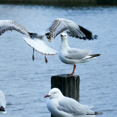 Το Περού στρέφεται στις κουτσουλιές, ως εναλλακτική στην παγκόσμια έλλειψη λιπασμάτων