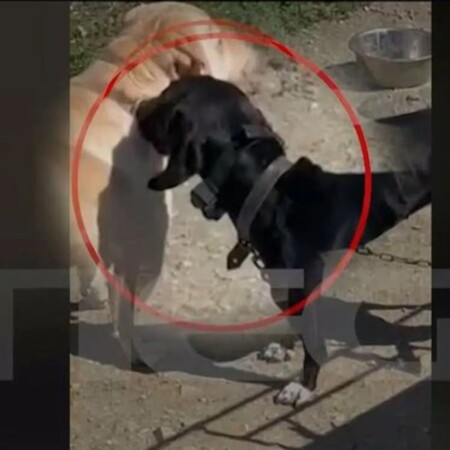 Συνελήφθη 67χρονος που «βασάνισε σκύλο με ηλεκτροσόκ»- 15.000 ευρώ πρόστιμο 