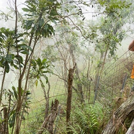 Εντοπίστηκε στη Χαβάη φυτό που θεωρούνταν εξαφανισμένο - «Σημαντικό μήνυμα ελπίδας»