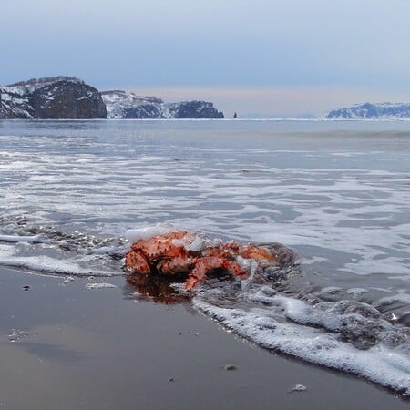Εξαφανίστηκαν δισεκατομμύρια καβούρια χιονιού από την Αλάσκα - και η υπεραλίευση δεν είναι ο βασικός «ένοχος»