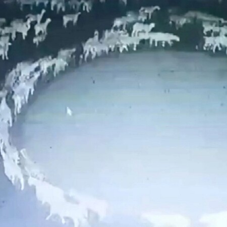 Εκατοντάδες πρόβατα περπατούν κυκλικά για 14 συνεχόμενες μέρες στην Κίνα