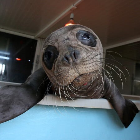 Ορφανό μωρό- φώκια 10 ημερών εντοπίστηκε στην Κρήτη- Μεταφέρθηκε στην Αθήνα υπό τη φροντίδα της Mom