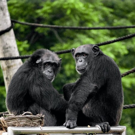 Σουηδία: Θανατώθηκαν τρεις χιμπατζήδες που το έσκασαν από ζωολογικό πάρκο- «Δεν υπήρχε αρκετό αναισθητικό»