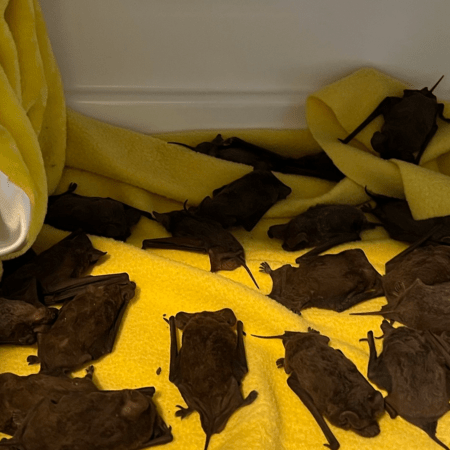 Έσωσε εκατοντάδες νυχτερίδες, που έπεφταν στο έδαφος λόγω παγωνιάς- Τις πήρε στο σπίτι της