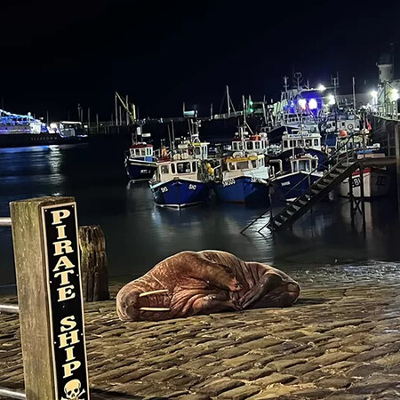 Rare walrus sighting draws huge crowds to harbour