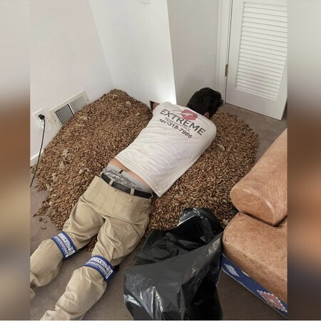 Έσπασαν τον τοίχο κι ανακάλυψαν κάτι απίστευτο- και για όλα έφταιγε ένα πουλί