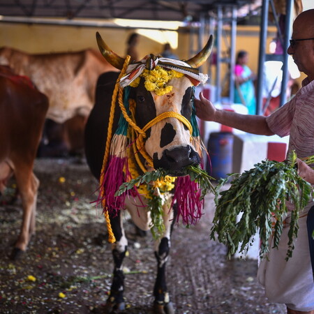 «Ημέρα Αγκαλιάς Αγελάδας»: Η ινδική απάντηση στον Άγιο Βαλεντίνο - Η ιδέα αποσύρθηκε, μετά τα σατιρικά σχόλια