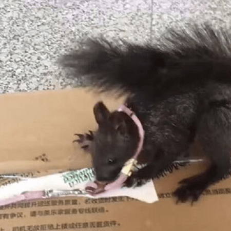 Κίνα: Έξι σκίουροι εκπαιδεύτηκαν να εντοπίζουν ναρκωτικά 