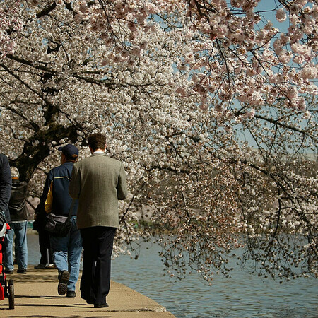 Οι 3.700 κερασιές της Ουάσιγκτον έφτασαν στην κορύφωση της ανθοφορίας τους