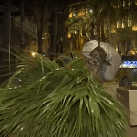 Απομακρύνουν τους φοίνικες από την Πανεπιστημίου- Τι θα απογίνουν