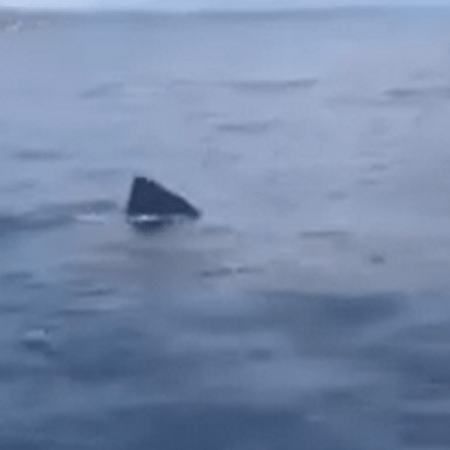Γύθειο: Καρχαρίας κολυμπούσε γύρω από βάρκα - Το βίντεο-ντοκουμέντο