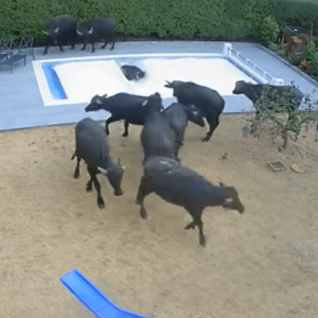 Οχτώ νεροβούβαλοι έπεσαν στην πισίνα τους- Έκαναν ζημιά σχεδόν 29.000€