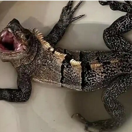 Φλόριντα: Βρήκε τεράστιο ιγκουάνα στη λεκάνη της τουαλέτας