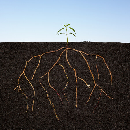 Οι χημικές ουσίες που παράγουν οι ρίζες των φυτών παίζουν ρόλο στην ανάπτυξή τους