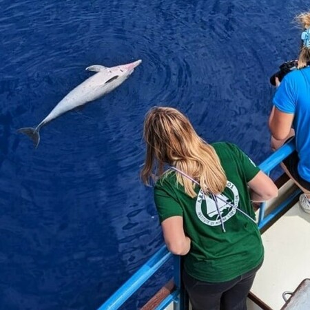 Ινστιτούτο Αρχιπέλαγος: Ακόμη δύο νεκρά ζωνοδέλφινα εντοπίστηκαν στο Αιγαίο