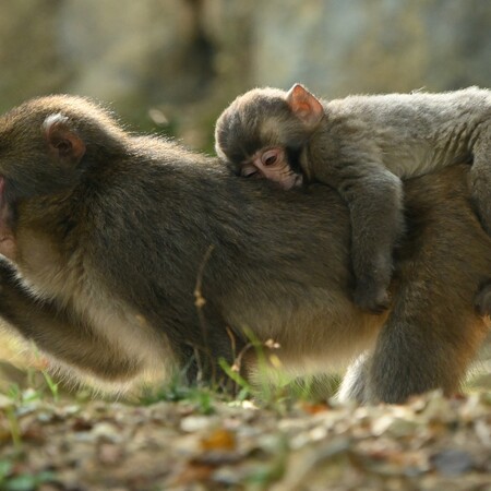 Η Σρι Λάνκα ανακαλεί την πώληση μαϊμούδων στην Κίνα για να μην φαγωθούν ή χρησιμοποιηθούν σε πειράματα