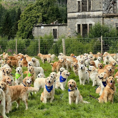 H σύναξις των 361 θερινών golden retriever