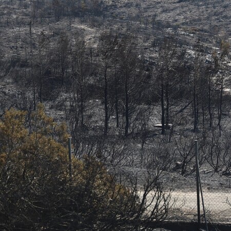 WWF: Οκτώ μέτρα για την αποτελεσματική αντιμετώπιση των δασικών πυρκαγιών 