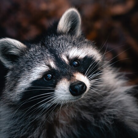 Εργάτες οδοποιίας έβαψαν νεκρό ρακούν- Έφτιαχναν διαχωριστικές λωρίδες